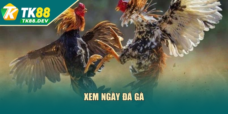 3 Cách Xem Ngày Đá Gà Chuẩn 100% Từ Chuyên Gia Tại TK88