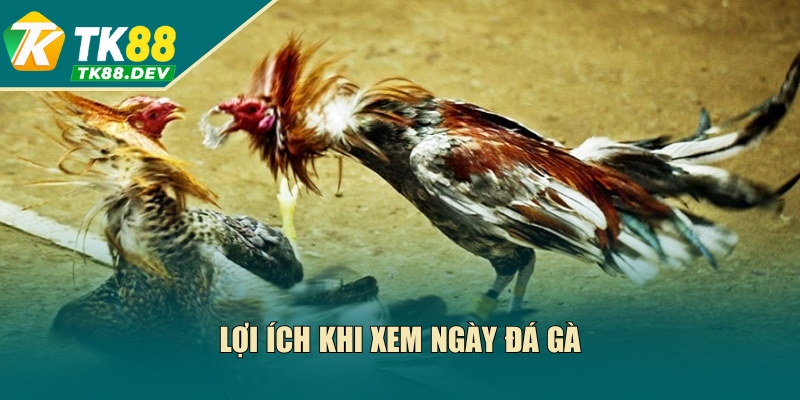 Lợi ích khi xem ngày đá gà