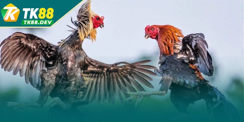 Cách thức xem màu mạng gà đá hôm nay hiệu quả