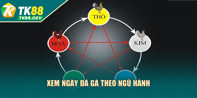 Xem ngày đá gà theo ngũ hành